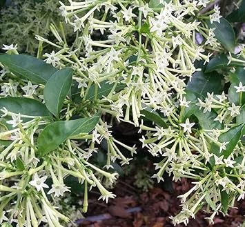 Nocturnum Flower seeds for Planting - Seasonal Bloomer, Heirloom & GMO Free Seeds for Home Garden
 
 Sale seeds for planting in home garden