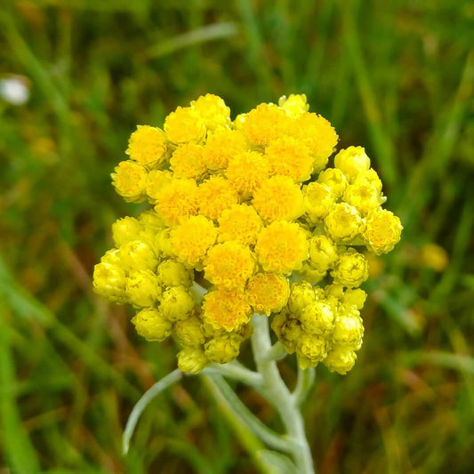 Helichrysum Arenarium Flower Seeds