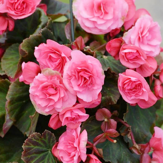 Ruffled Pink Begonia Flower Seeds