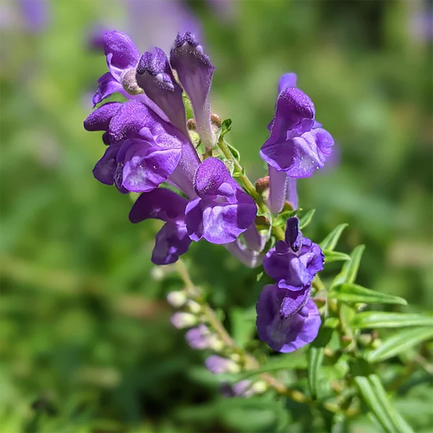 Purple Scutellaria Flower seeds for Planting - Cottage Garden Essential, Heirloom & GMO Free Seeds for Home Garden