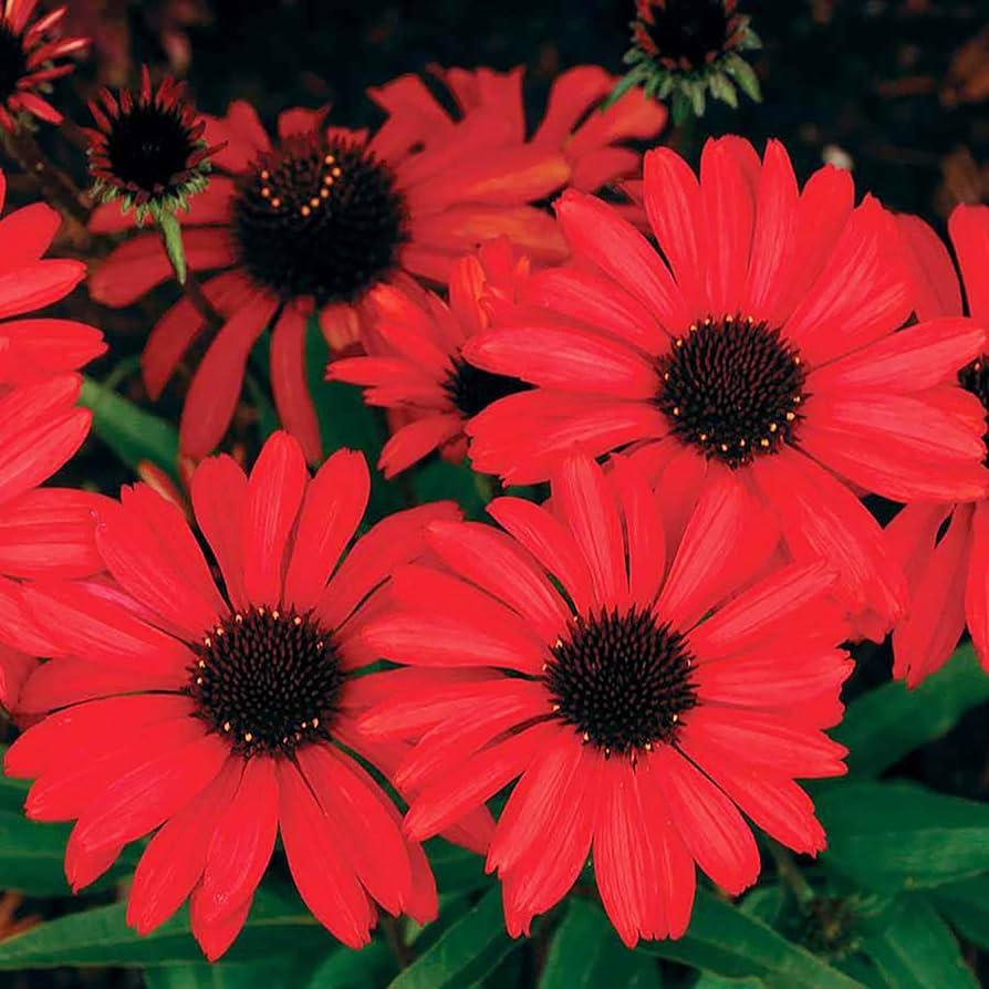 Red Ruby Echinacea Flower Seeds