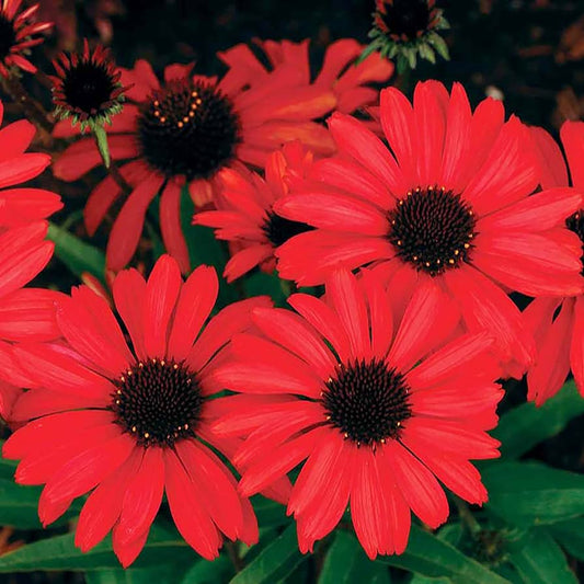 Red Ruby Echinacea Flower Seeds