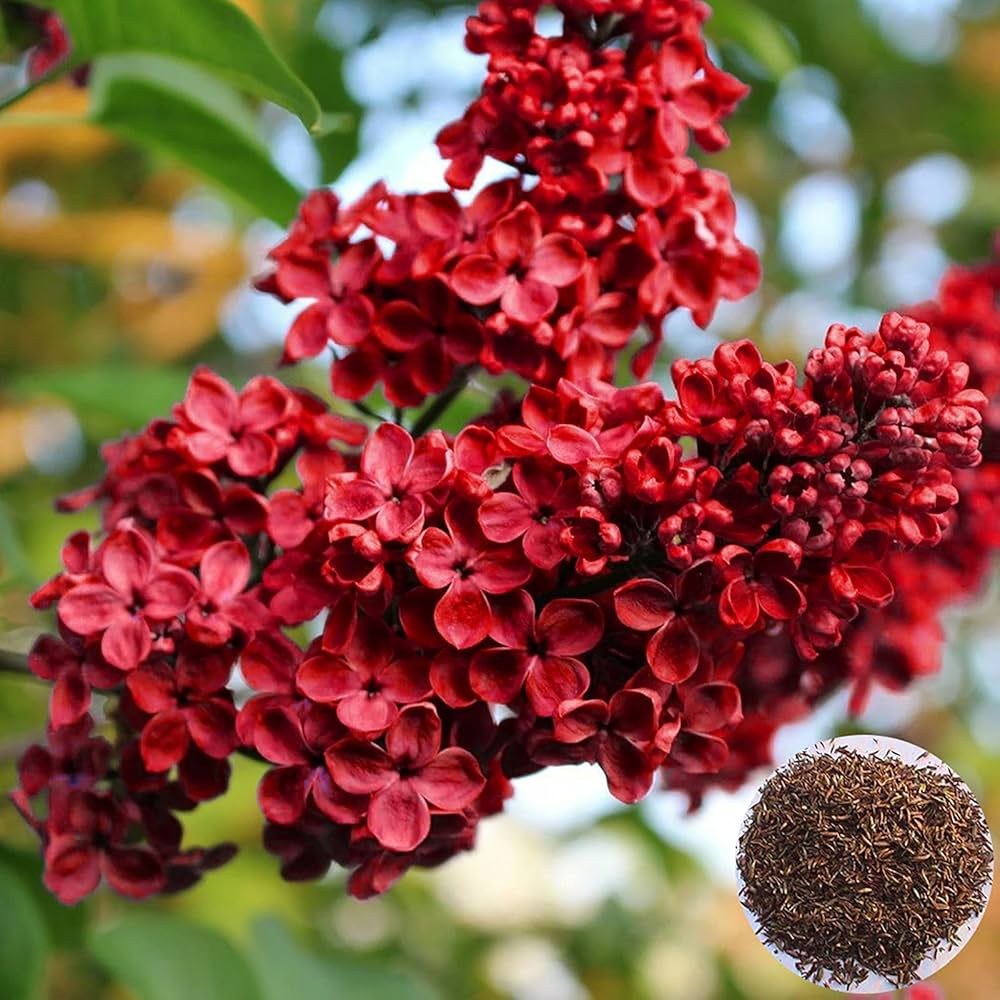 Red Lilac Flower Seeds