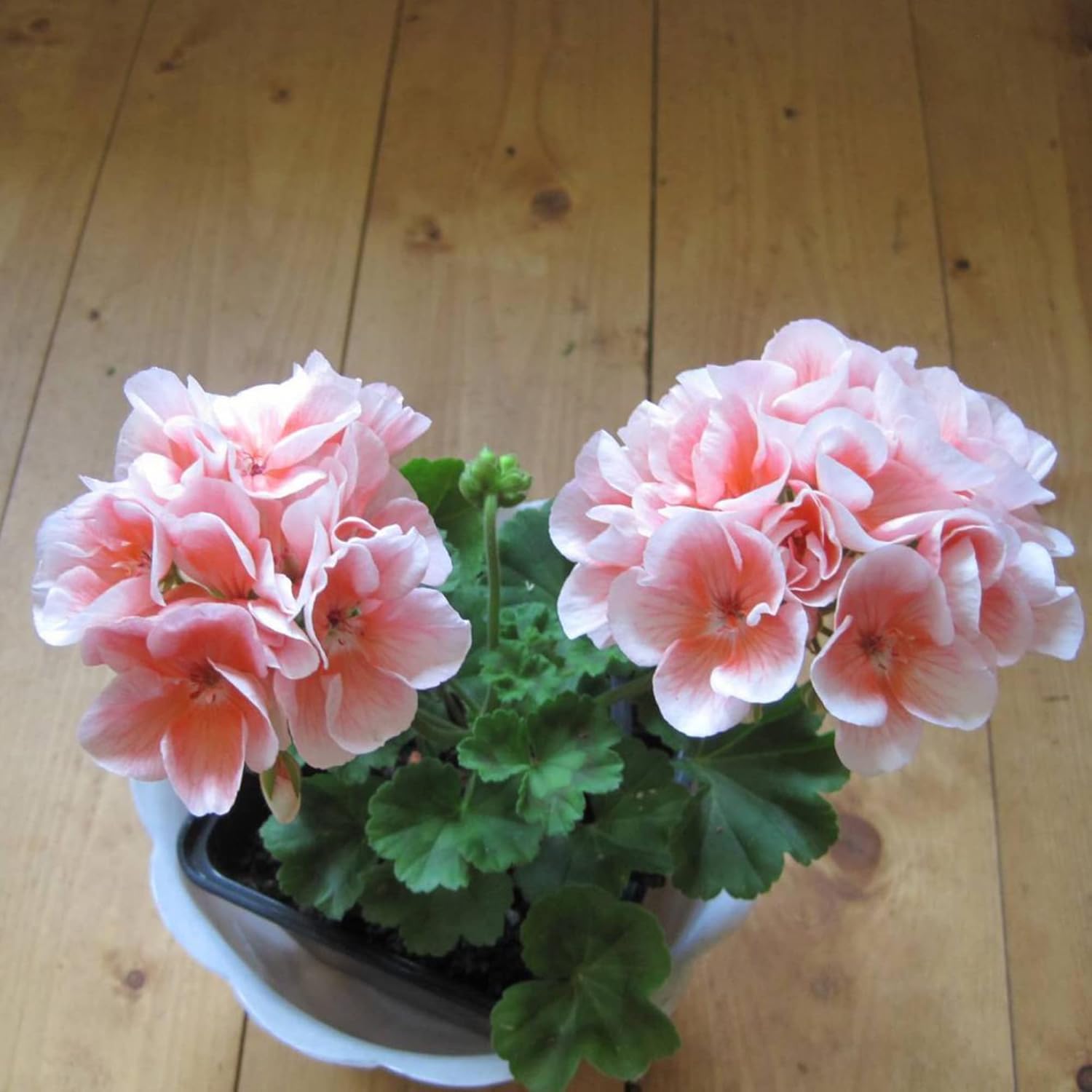 salmon geranium seeds Salmon Queen Geranium Flower Seeds for Planting – Heirloom, Non-GMO, E – Pure Asia Seeds