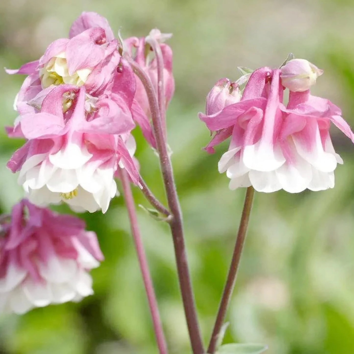 Aquilegia Pink Petticoat Flower Seeds
