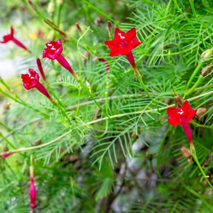 Ipomoea Quamoclit Cypress Vine Flower Seeds