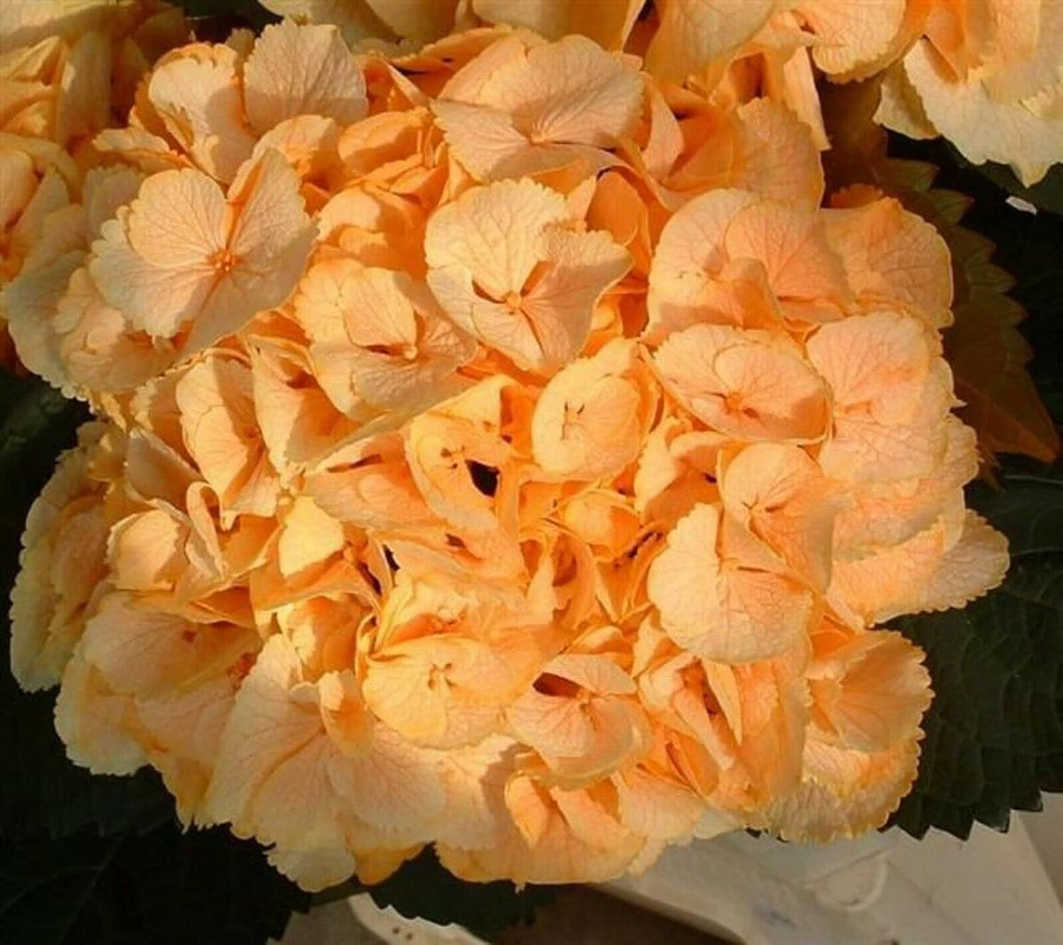 Light Orange Hydrangea Flower seeds for Planting - Premium Quality, Heirloom & GMO Free Seeds for Home Garden
 
 Sale for planting in home garden