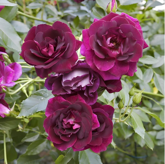 Burgundy Climbing Rose Flower Seeds