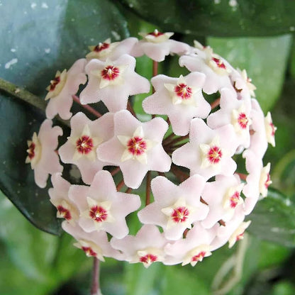 Aleurites-Blumensamen zum Pflanzen – Lange Blütezeit, Erbstücksamen & GVO-freie Samen für den Hausgarten