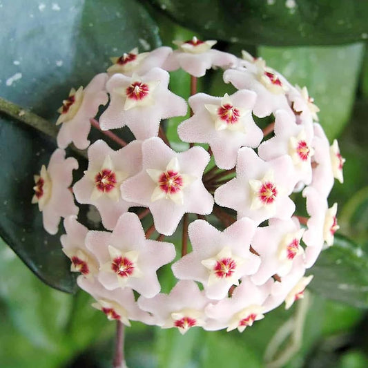 Aleurites Flower seeds for Planting - Long Bloom Season, Heirloom & GMO Free Seeds for Home Garden