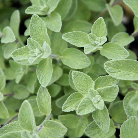 Wild Zaatar Oregano Herb Seeds