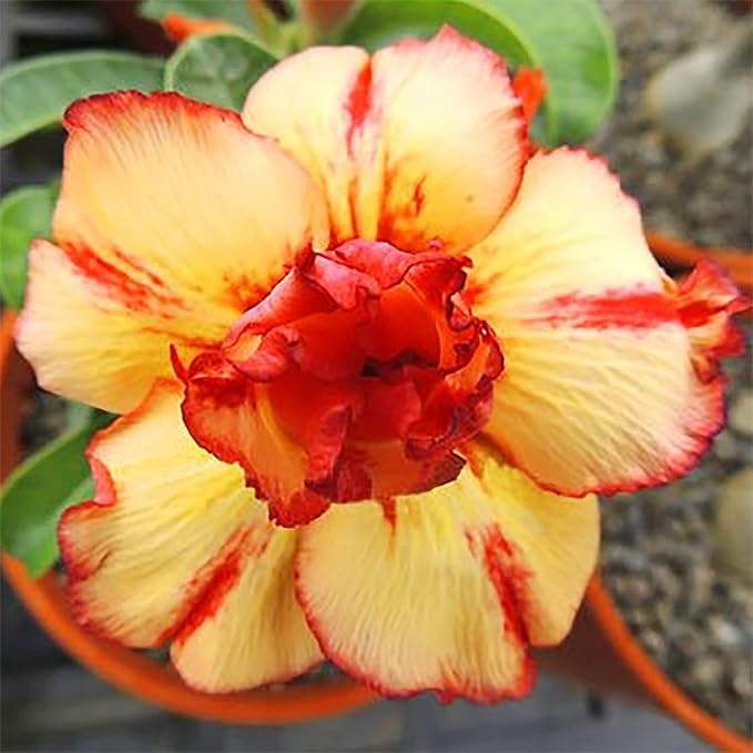 Orange Yellow Adenium Flower seeds for Planting - Colorful Display, Heirloom & GMO Free Seeds for Home Garden
 
 Sale for planting in home garden