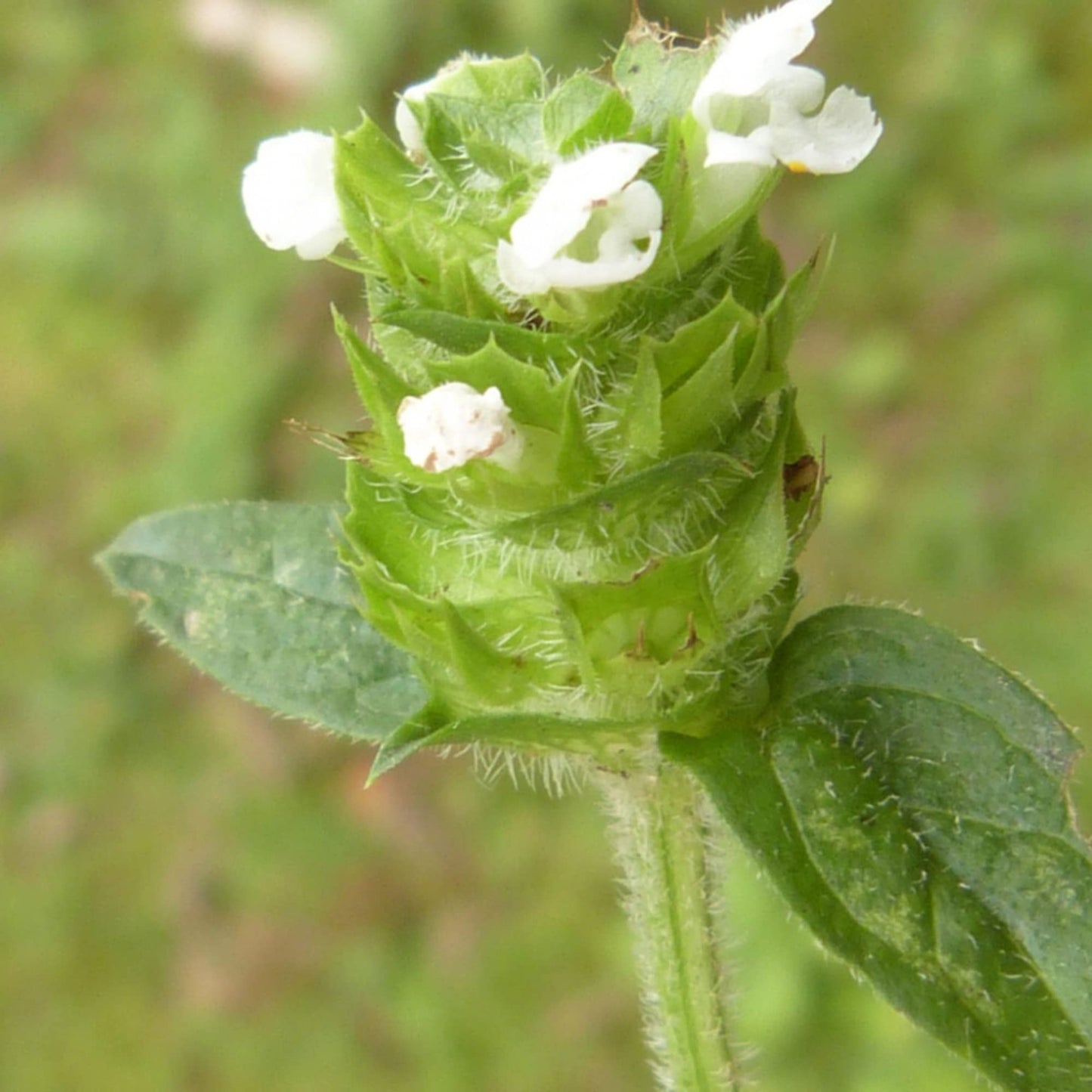 Semi di Erba Prunella Vulgaris Bianca