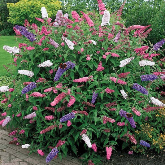 ミックスフサフジウツギの花の種まき用 - 季節ごとに咲く、伝統種で遺伝子組み換えなしの家庭菜園用種子