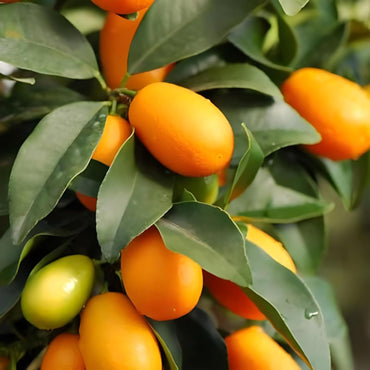 Semillas de fruta de naranja kumquat