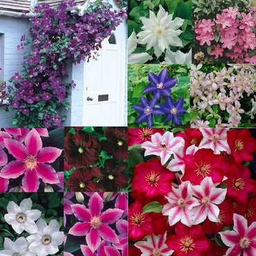 Clematis Mixed Colors Vine Flowers Seeds