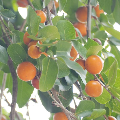 Diospyros Melanoxylonの果実の種子