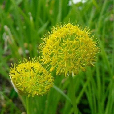Semi di aglio e erbe aromatiche Muli
