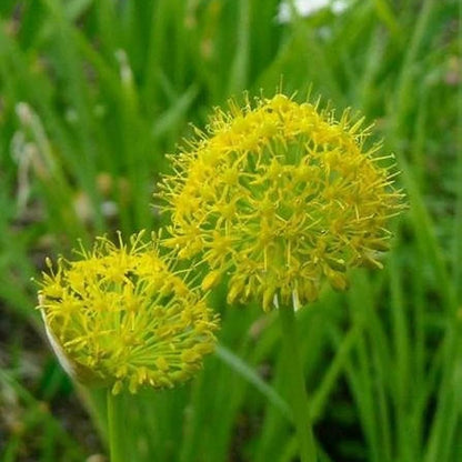 Muli Garlic Herb Seeds
