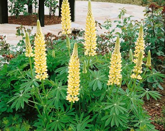 Lupine Wildflower Seeds yellow & white