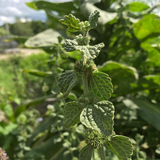 Semillas de marrubio (Marrubium vulgare) Semillas de hierbas