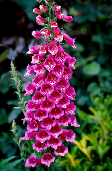 Foxglove Seeds Tall Garden Flowers