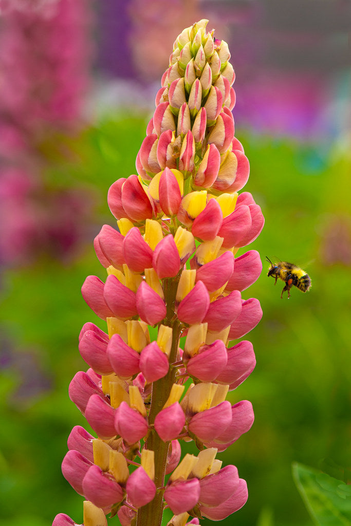 Lupine Wildflower Seeds yellow & pink