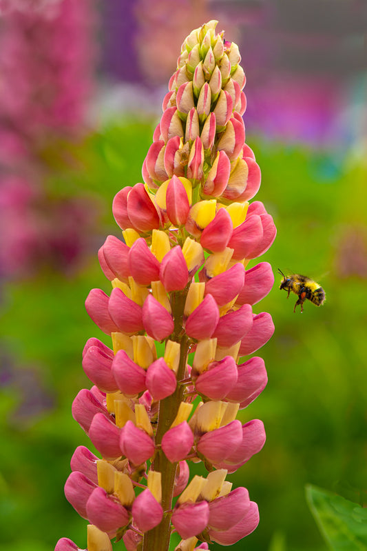 Lupine Wildflower Seeds yellow & pink