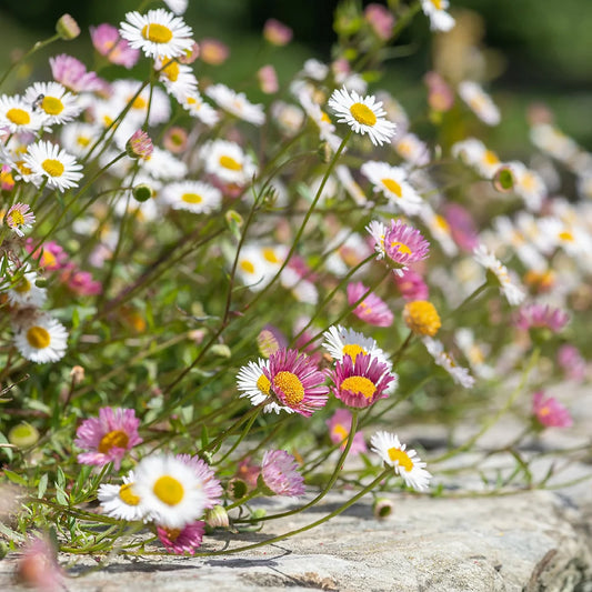 Mixed Karvinskianus Profusion Flower seeds for Planting - Perfect for Borders, Heirloom & GMO Free Seeds for Home Garden