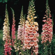Foxglove Seeds Tall Garden Flowers