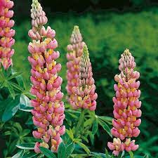 Lupine Wildflower Seeds yellow & pink