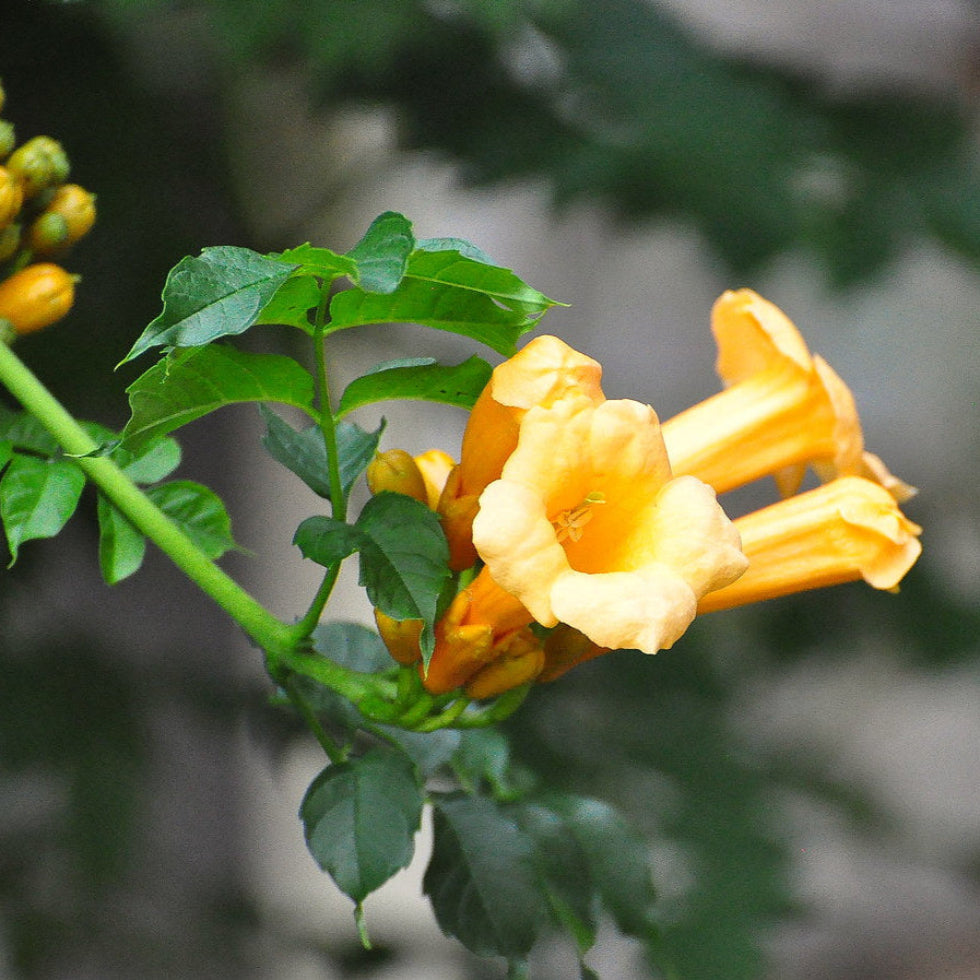 Yellow Trumpet Vine Seeds