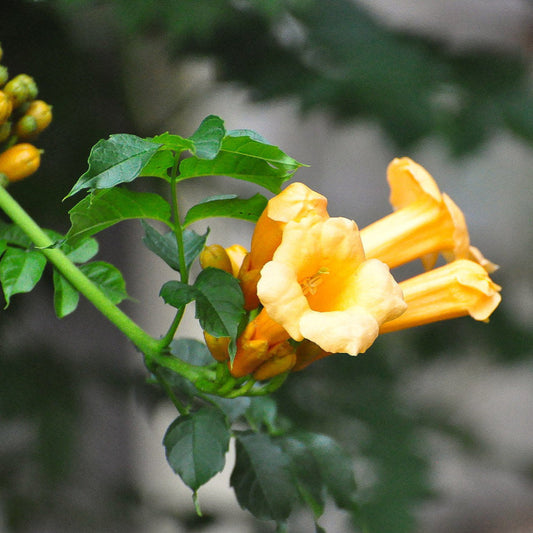 Yellow Trumpet Vine Seeds