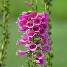 Foxglove Flower Seeds Perfect for Your Garden