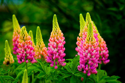 Lupine Wildflower Seeds yellow & pink