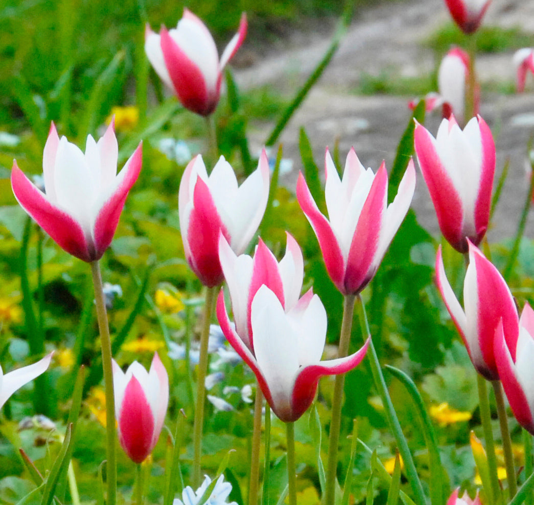 Peppermint Stick Tulip Flower seeds for Planting Easy to Grow Heirloom & GMO Free Seeds for Home Garden