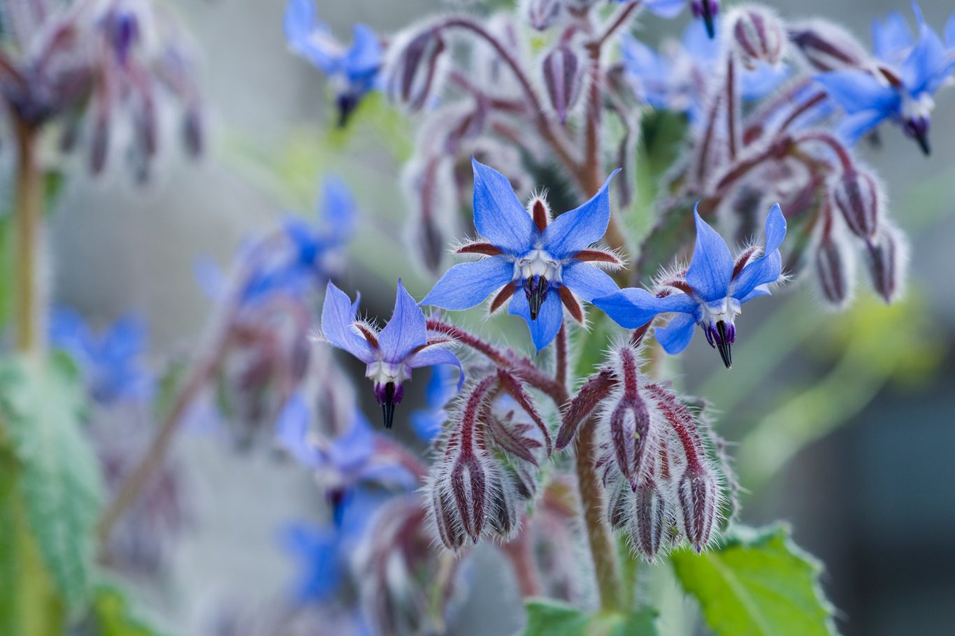 Borage Flower Seeds