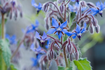 Borage Flower Seeds