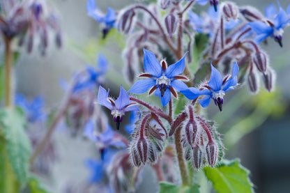 Borage Flower Seeds