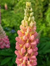 Lupine Wildflower Seeds yellow & pink