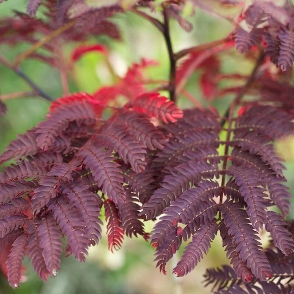 Chocolate Mimosa Herb Seeds