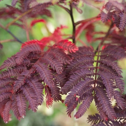 Chocolate Mimosa Herb Seeds