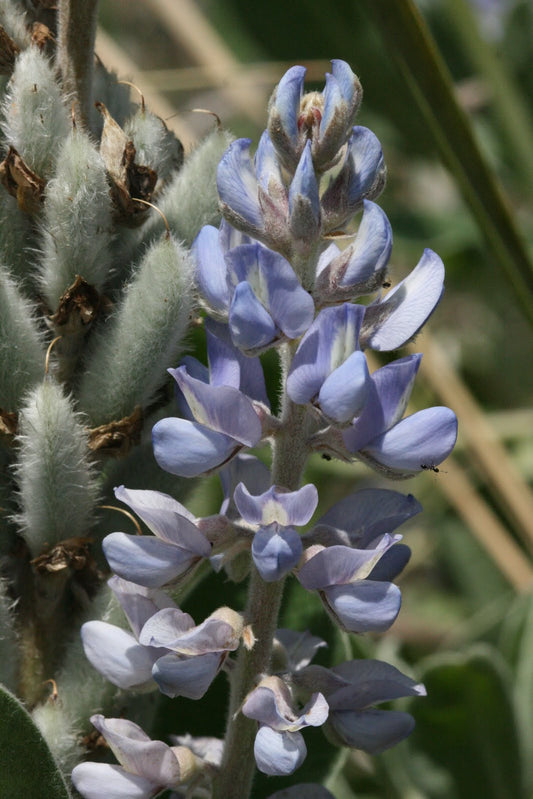 Lupine Wildflower Seeds sky blue
