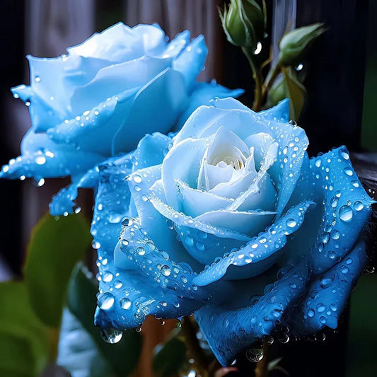 Ice Blue Rose Flower seeds for Planting - Cottage Garden Essential, Heirloom & GMO Free Seeds for Home Garden
 
 Sale for planting in home garden.