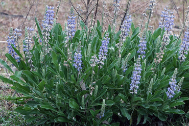 Lupine Wildflower Seeds sky blue