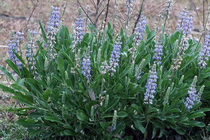 Lupine Wildflower Seeds sky blue