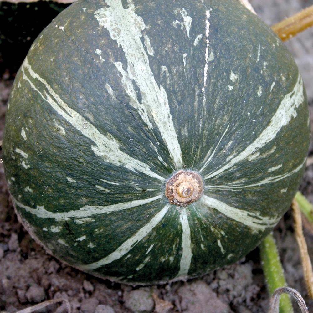 Green Hokkaido Squash  Fruit Seeds