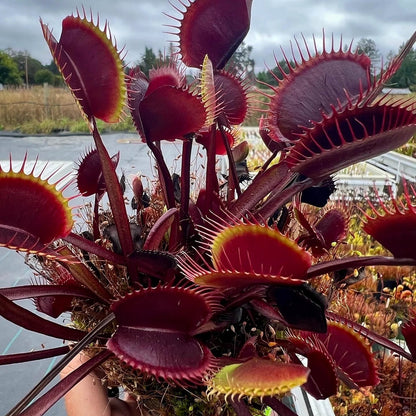 Red Venus Flytrap Seeds for Planting – Heirloom, Non-GMO, Rare Carnivorous Plant