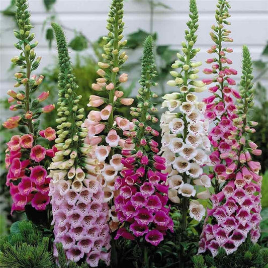 Foxglove Seeds Grow Beautiful Colorful Blooms
