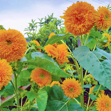Teddy Bear Dwarf Sunflower Seeds